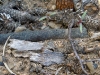 morel-1