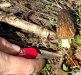 morel-2