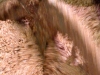 oil-3