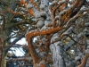 carmel-4