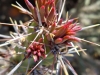 scottsdale-7