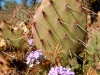 sedona-12