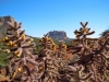 sedona-5