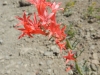 hike-6