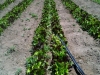 farm-1