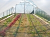 farm-3