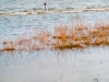 marsh-3