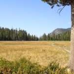 Big_Meadow_View Big Meadow will be retored starting this fall. Photo/Todd Chaponot-UFSF