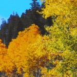 aspens aspens