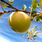 Apple Hill in El Dorado County is a bevy of activity this time of year. Photo/Kathryn Reed