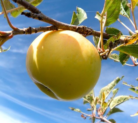Apple Hill ripe with tradition