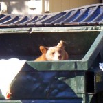 A South Lake Tahoe bear looks for dinner. Photo/Janice Eastburn