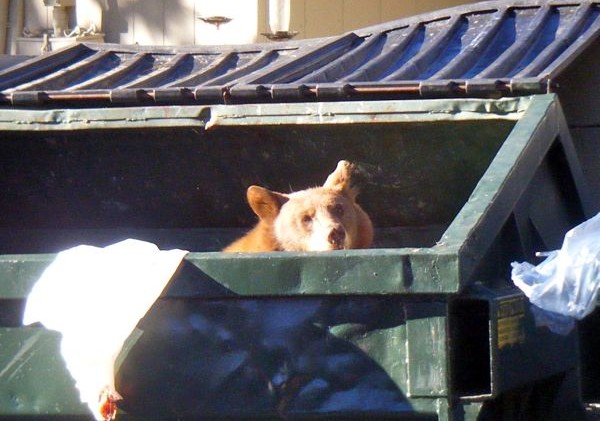 Dumpster diving