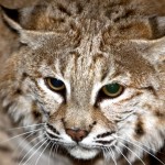 bobcat Lake Tahoe Wildlife Care found a more suitable home for this bobcat. Photo/DanThriftPhotgraphy.com