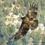 A bald eagle is released Sunday near Carson Pass. Photo/   DanThriftPhotography.com