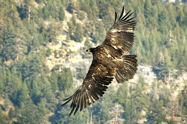 LTWC returns bald eagle to wild