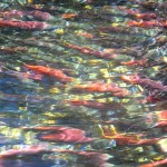 Kokanee fill Taylor Creek. Photo/Kathryn Reed
