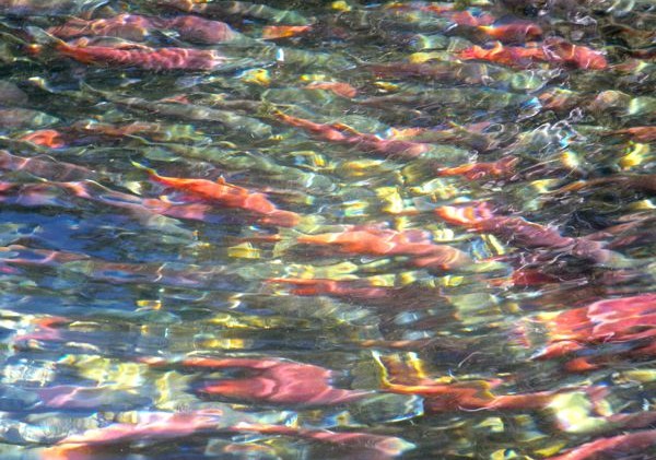 Kokanees annual ritual up Taylor Creek