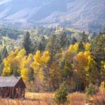 foliage-2 Fall colors in the Sierra Nevada. Photo/Kathryn Reed
