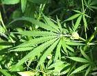 pot pot