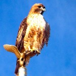 bird Views at Sierra Athletic Club make exercising less painful. Photo/Kathryn Reed