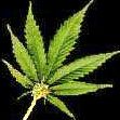 South Tahoe to entertain pot club moratorium