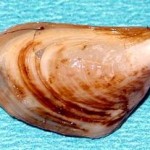 quagga Quagga mussel