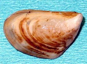 Invasive aquatics not a priorty with EDC supervisors