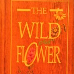 wildflower