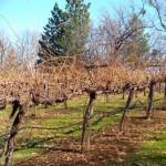 El Dorado County wineries are holding their own in this recession. Photos/Kathrn Reed