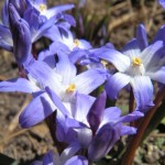 Flowers are popping up in South Lake Tahoe. Photo/Kathryn Reed