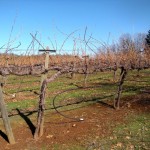 vineyard