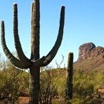 Desert Beauty Desert Beauty