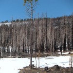 The U.S. Forest Service has plans for the Angora burn area. Photo/Kathryn Reed