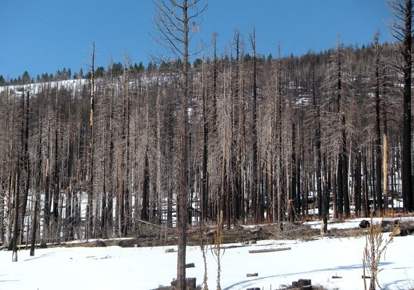 Angora residents, Forest Service work on life after the fire