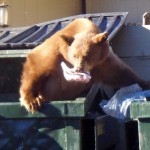 bear A Tahoe bear in 2009. Photo/Janice Eastburn