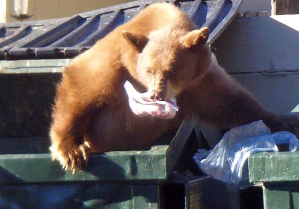 Fish & Game refuses to expand bear hunting territory