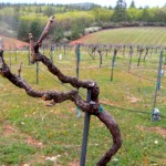 wine-3 Frost damage to El Dorado County vnes is minimal. Photos/Kathryn Reed