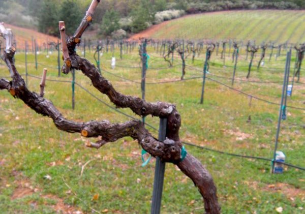 Foothill wineries working hard to keep frost from vines
