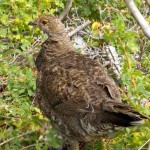 Sage Grouse