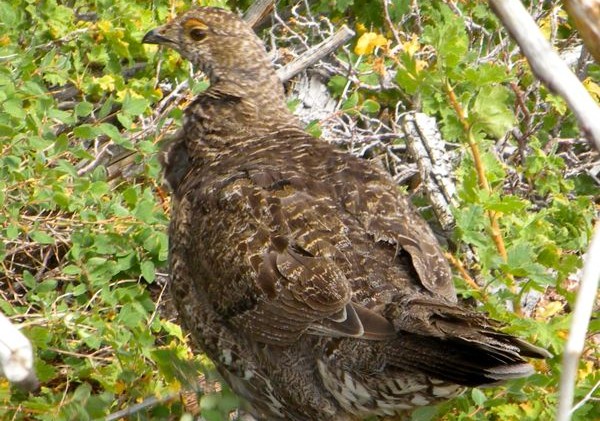 Suit: Grouse protections driven by politics, not science