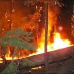 2007 Angora Fire