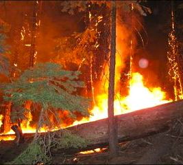 Wet winter decreases threat of summer wildfires in Sierra
