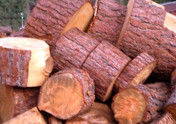 Firewood permits in Lake Tahoe Basin available