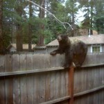 bear-1 A hungry bear eyes a bird feeder in South Lake Tahoe. Photos/Judy Brown