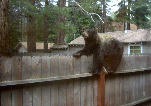 Bears looking for easy backyard food