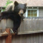 bear-2 A bear comes into the backyard of a South Tahoe home.
