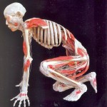bodies bodies
