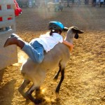 fair-21 Megan Ehle, 7, of Placerville is off to a fast start in mutton bustin'. Photos/Kathryn Reed