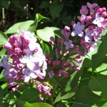 Lilacs do well in the Lake Tahoe Basin. Photo/Cortney